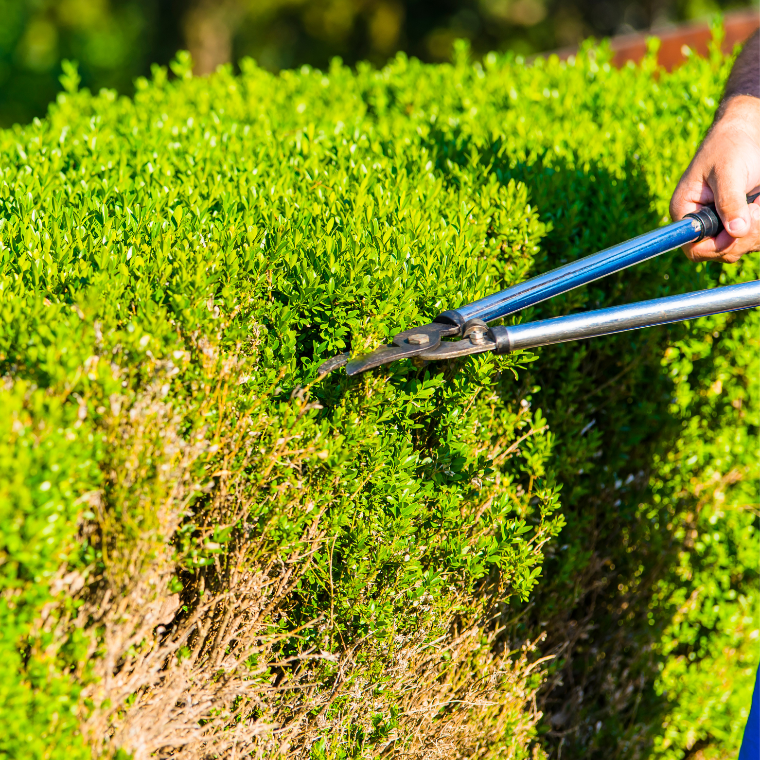 Hedge and shrub trimming