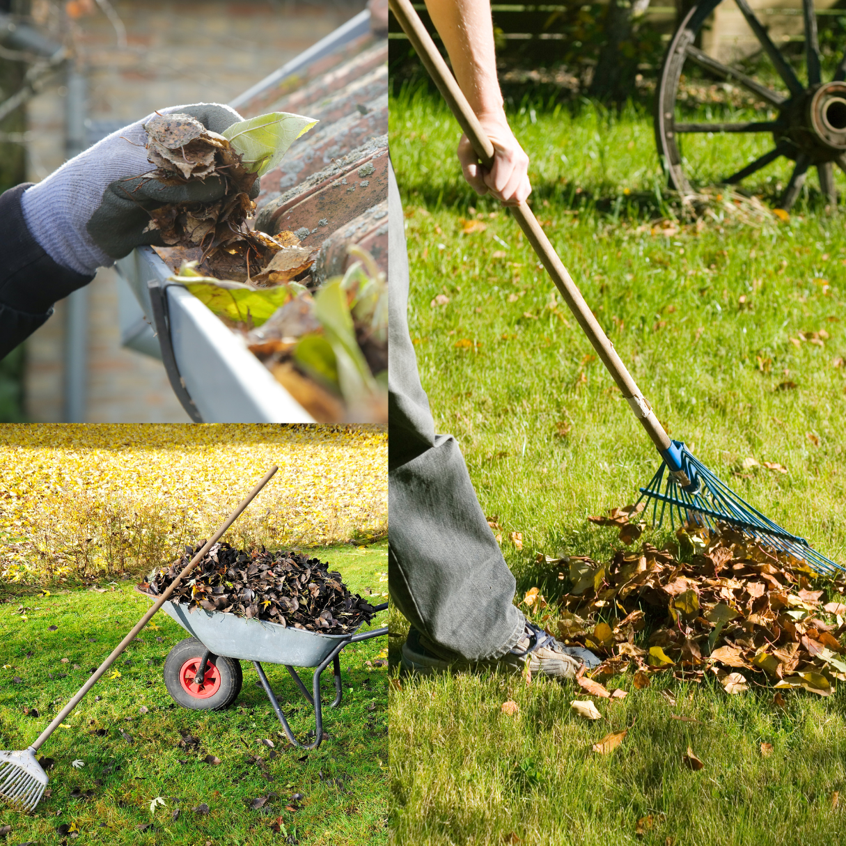 Seasonal clean-ups & leaf removal